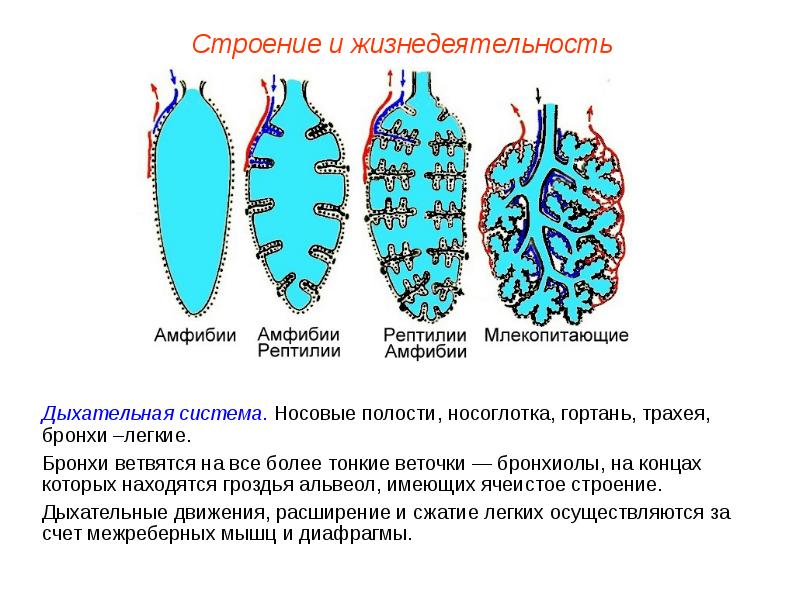 Дыхание млекопитающих схема