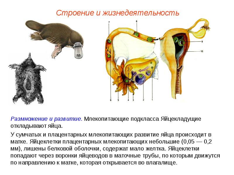 Размножение млекопитающих 7 класс презентация