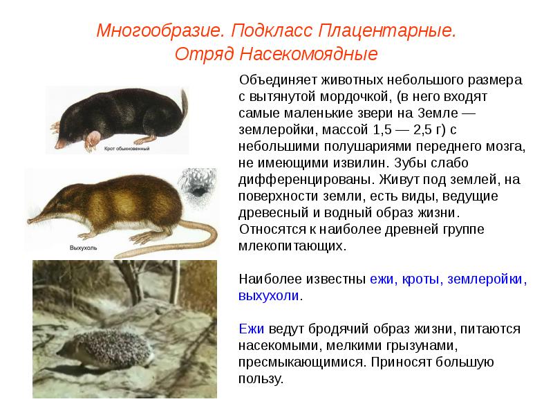 Презентация насекомоядные 7 класс по биологии