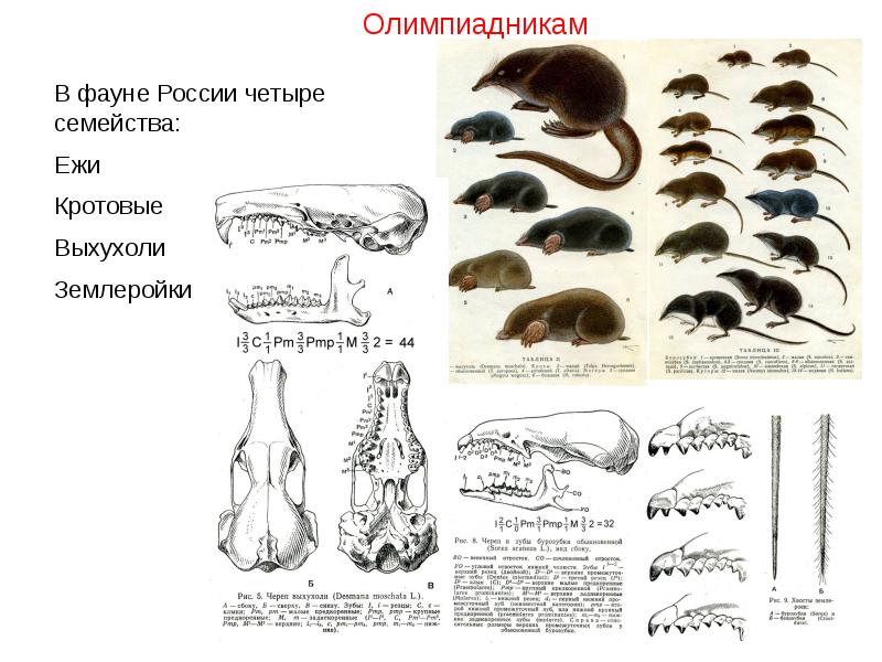 К какому отряду класса млекопитающие относят животных с зубной системой изображенной на рисунке