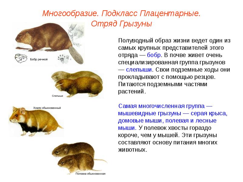 Высшие плацентарные звери презентация