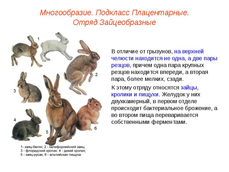 Плацентарные млекопитающие презентация