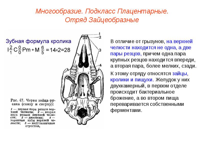 Зубы крысы схема