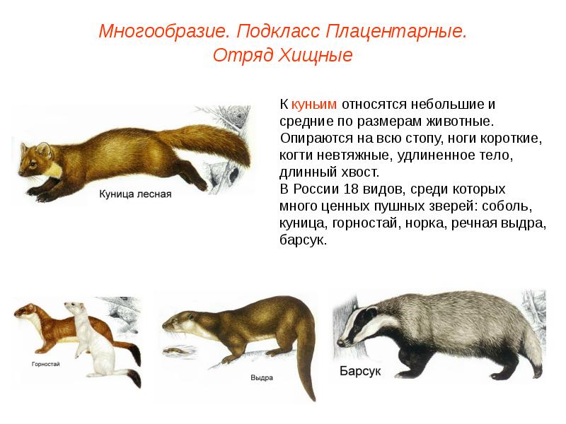 Презентация по биологии 7 класс хищные млекопитающие