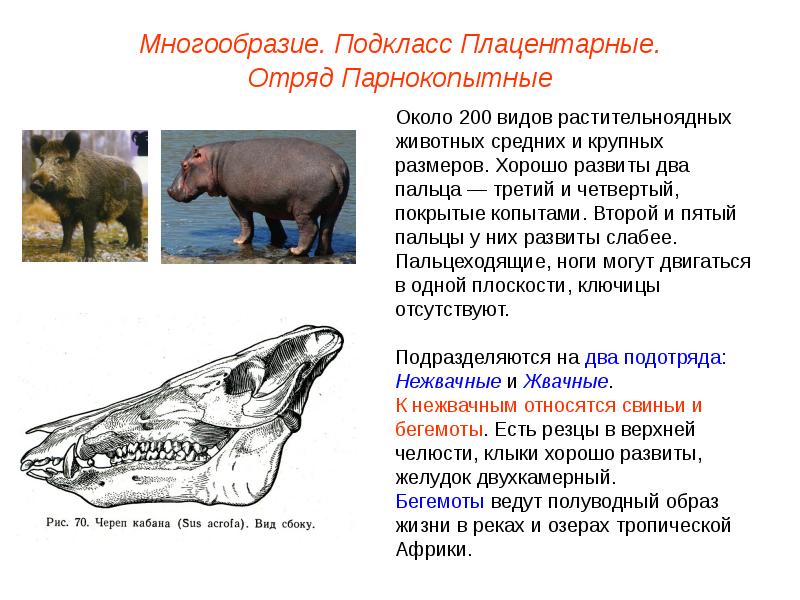 Презентация отряды млекопитающих парнокопытные непарнокопытные 7 класс