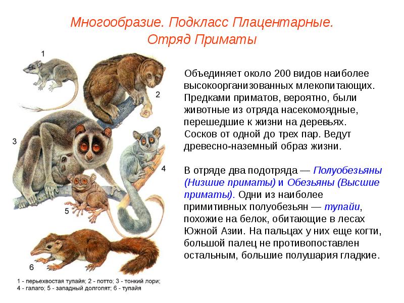 Проект отряды млекопитающих