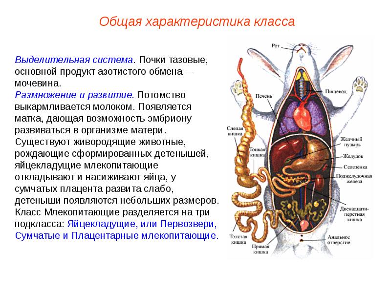 Класс млекопитающие общая характеристика презентация 7 класс