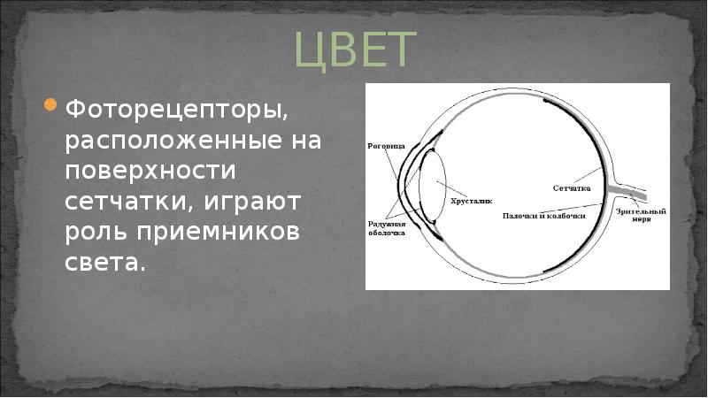 ЦВЕТ
Фоторецепторы, расположенные на поверхности сетчатки, играют роль приемников света. ЦВЕТ
Фоторецепторы, расположенные на поверхности сетчатки, играют роль приемников света.