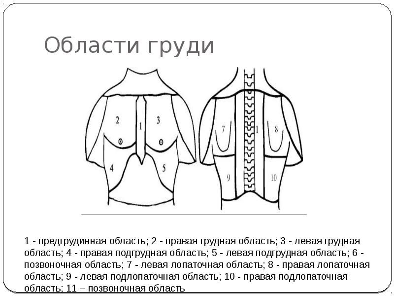 Линии грудной клетки человека схема