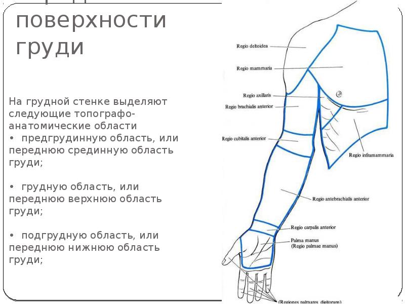 Иннервация грудной стенки