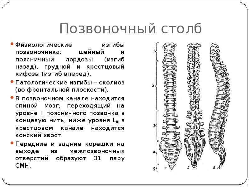 Позвоночник человека имеет 5 изгибов. Патологические изгибы позвоночного столба анатомия. Позвоночный столб топографическая анатомия. Перечислите физиологические изгибы позвоночного столба. Топографическая анатомия позвоночника отделы внешние ориентиры.