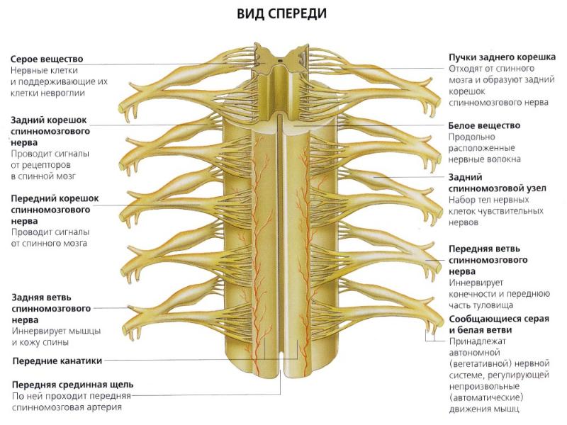Схема образования спинного мозга