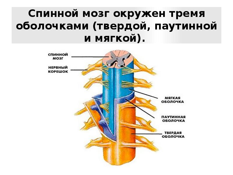 Оболочки спинного мозга схема