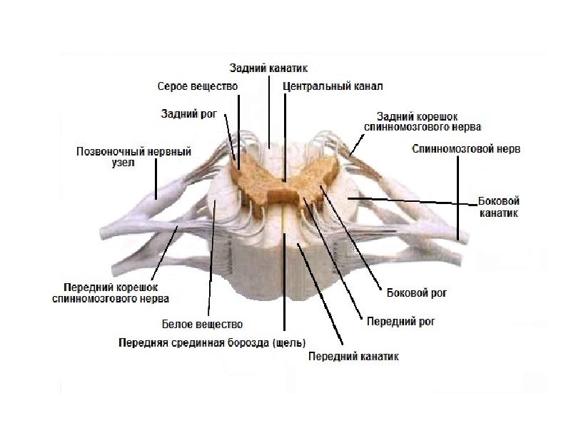 Спинномозговой канал обозначенный на рисунке цифрой заполнен