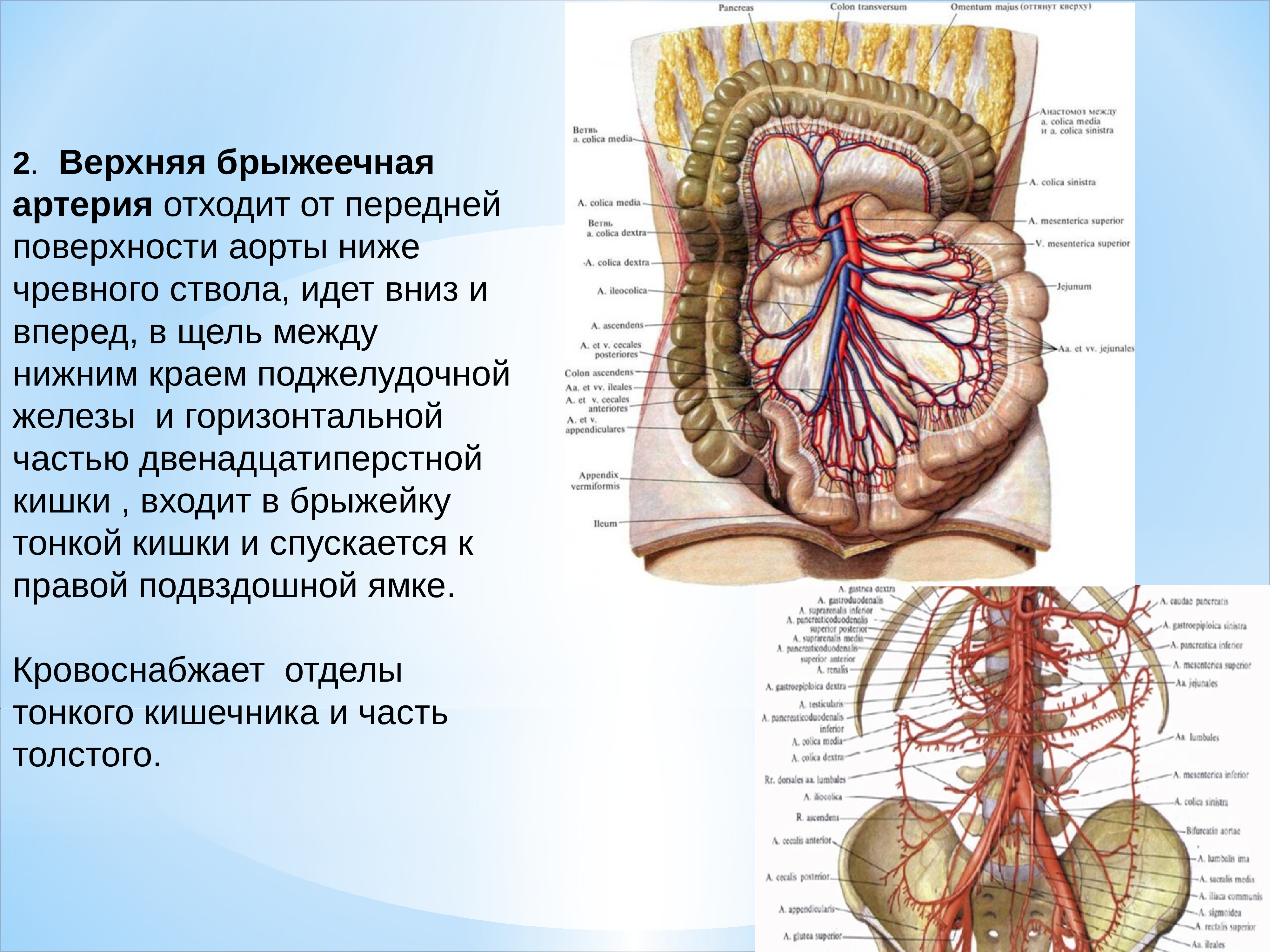 Брыжеечная артерия. Топография верхней брыжеечной артерии. Верхняя брыжеечная артерия анатомия. Ветви верхней брыжеечной артерии. Верхняя брыжеечная артерия кровоснабжает.