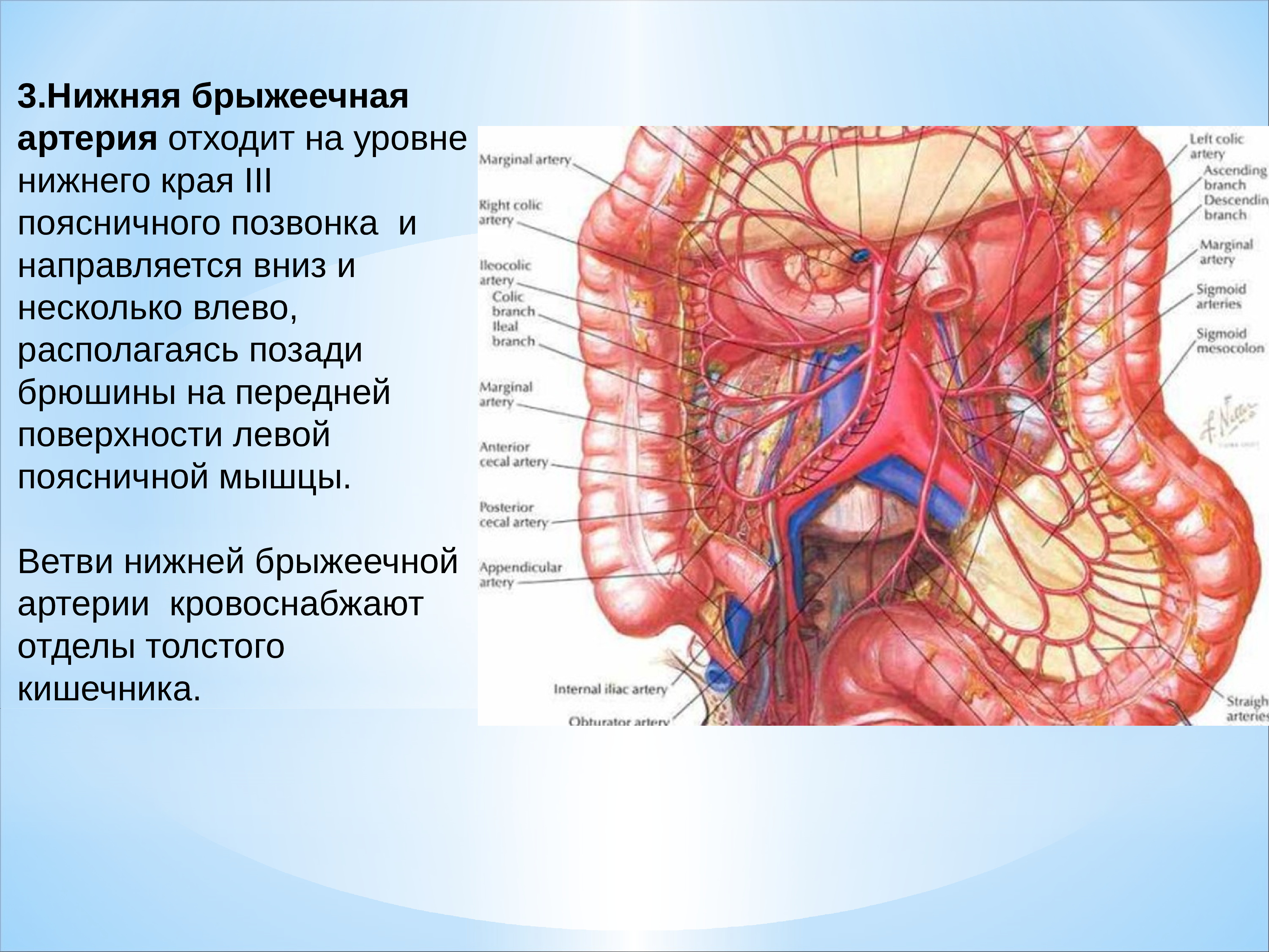 Кровоснабжение толстой кишки схема