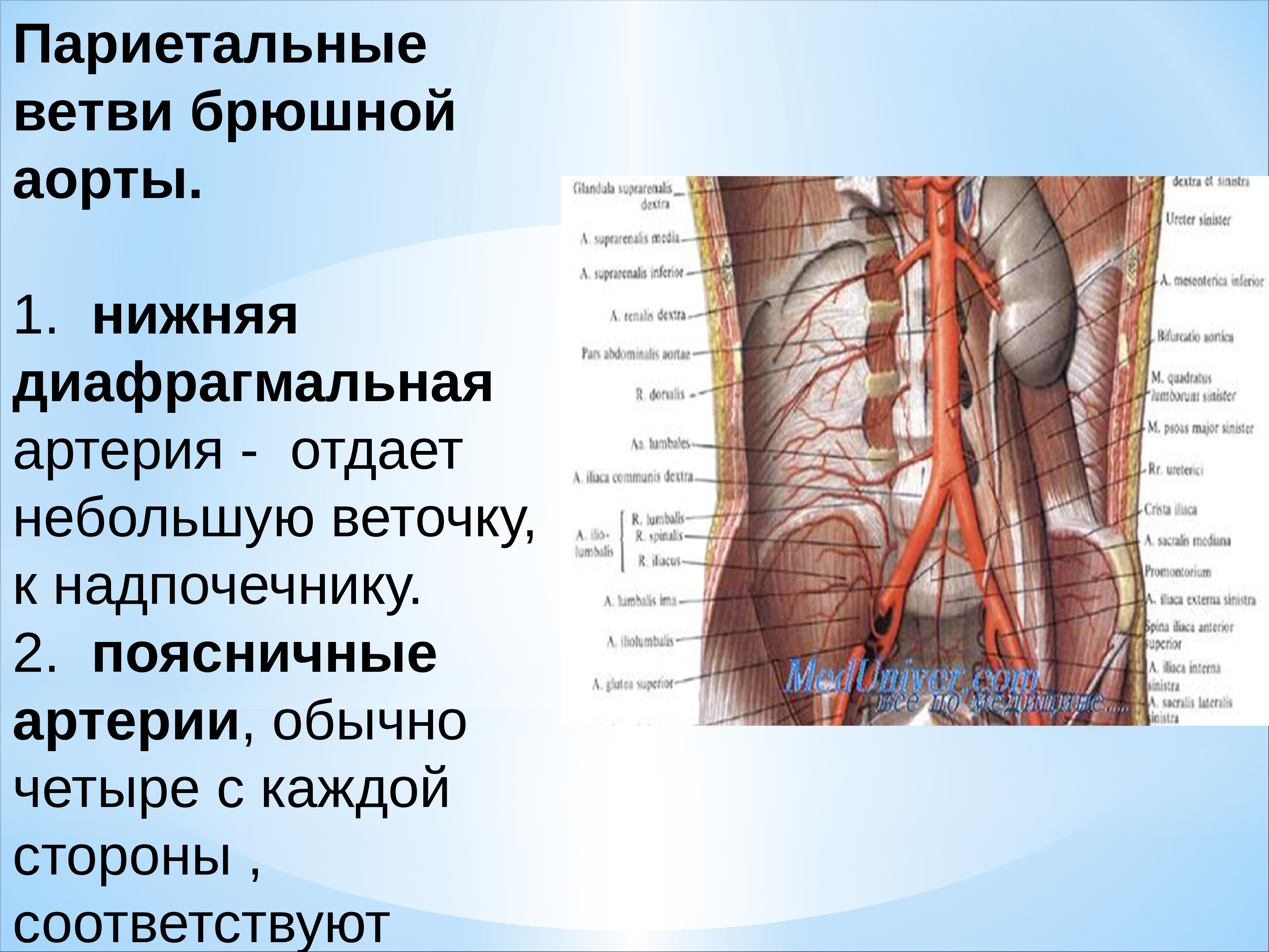 брюшная аорта и нижняя полая вена