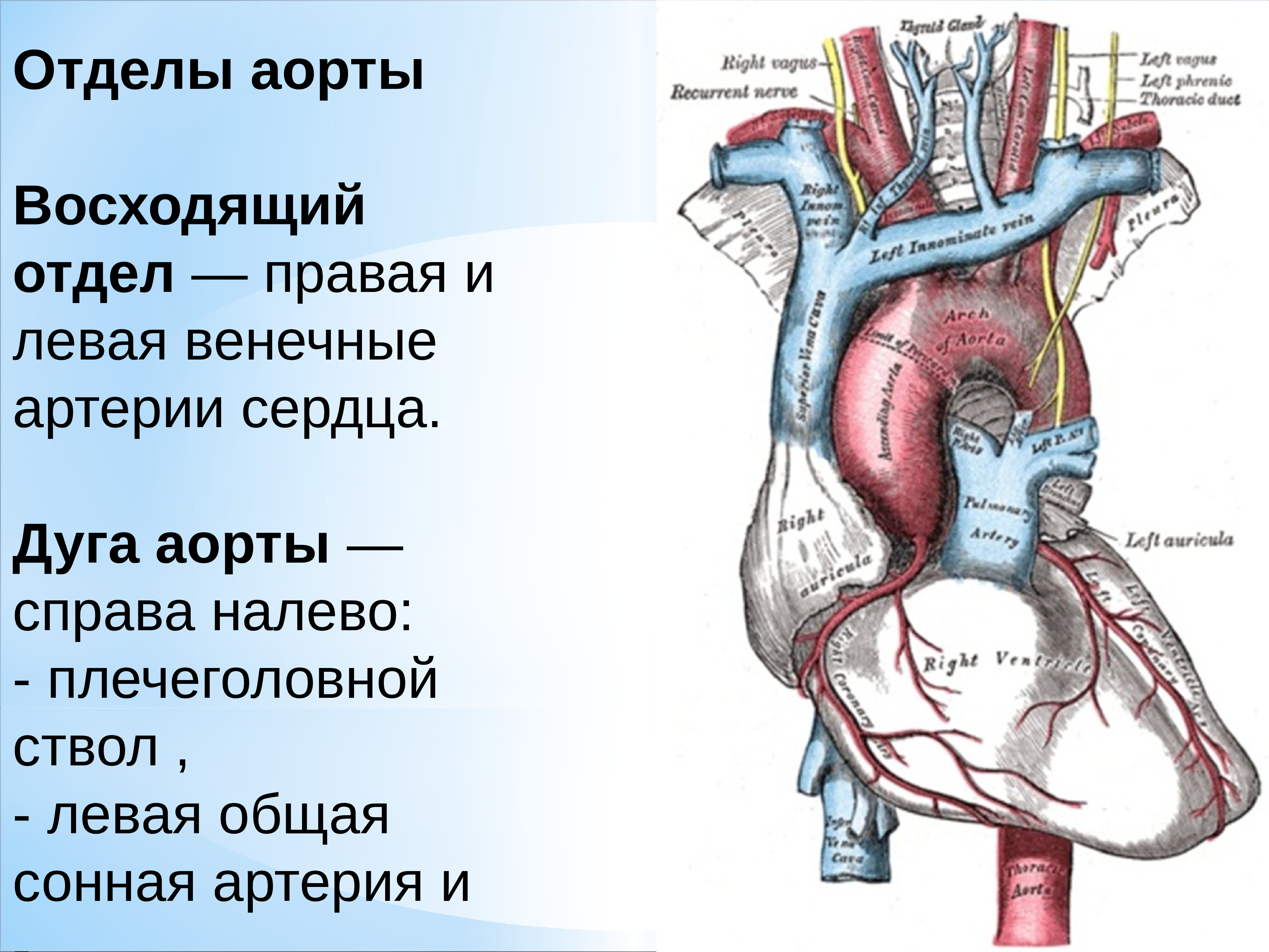 Сердце анатомия дуга аорты