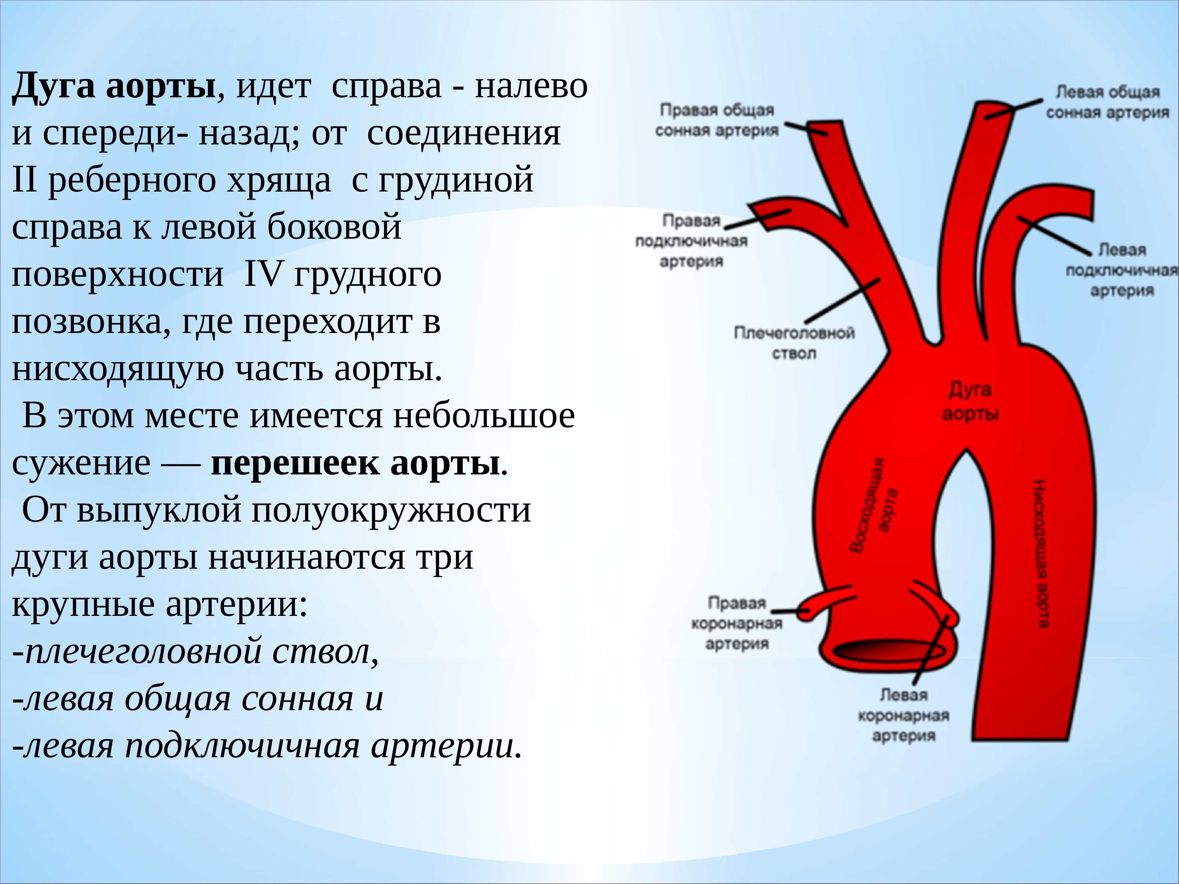 Сужение правой артерии. Сосуды дуги аорты анатомия. Схема сосудов дуги аорты. Ветви восходящей части и дуги аорты. Аорта ее отделы ветви дуги аорты.