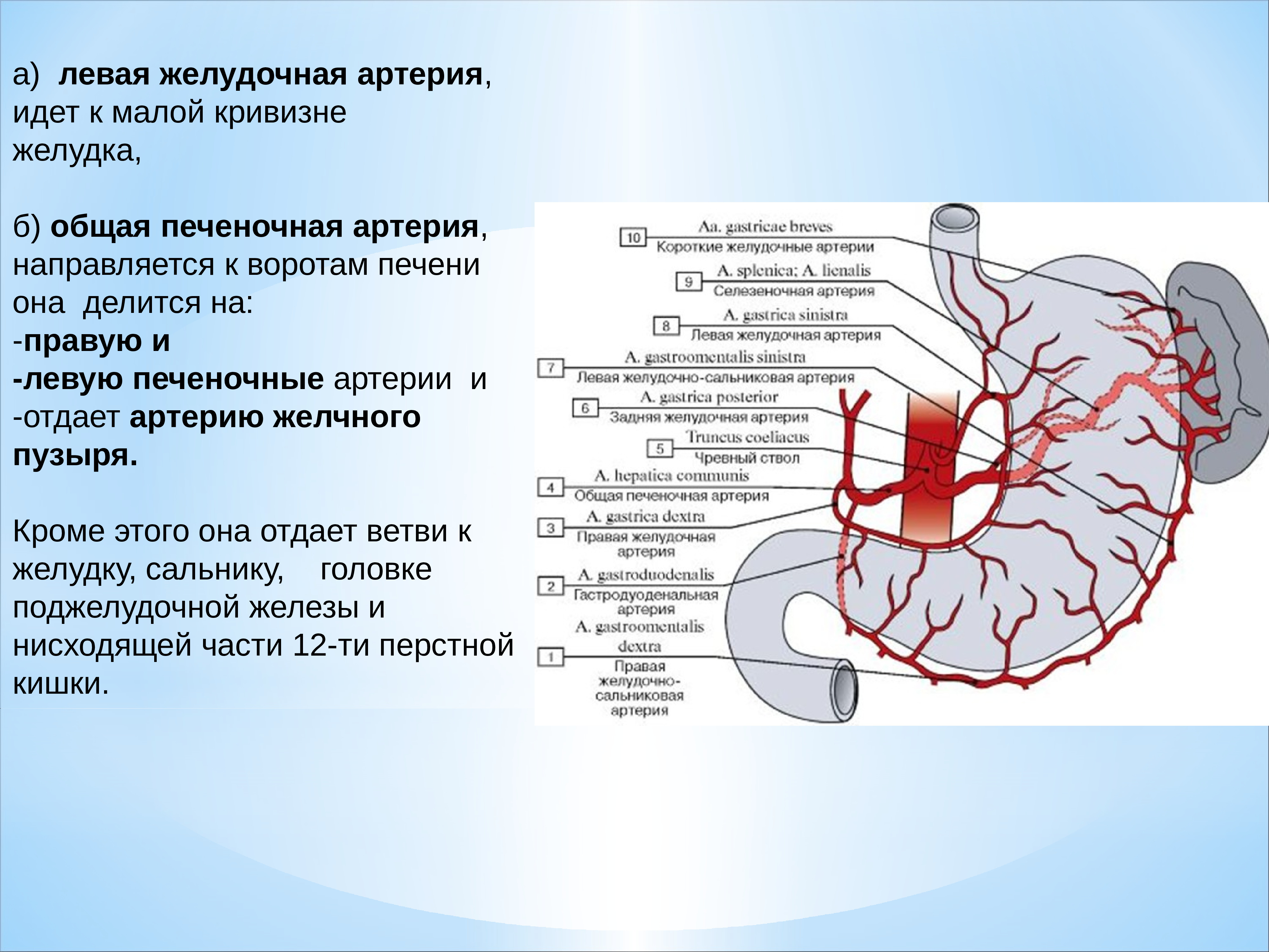 Статья артерия жизни по дну чего. Правая желудочно-сальниковая артерия отходит. Левая желудочно сальниковая артерия кровоснабжает. Ветвь желудочно-дуоденальной артерии. Кровоснабжение желудка анатомия схема.