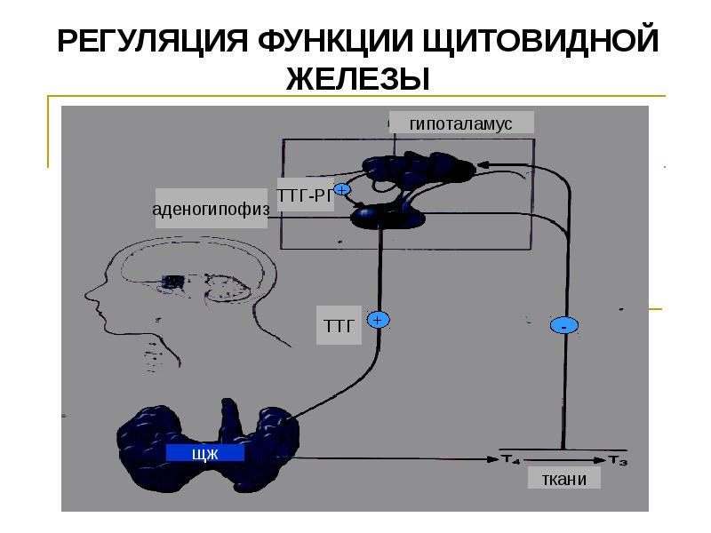 Анатомия и физиология щитовидной железы презентация