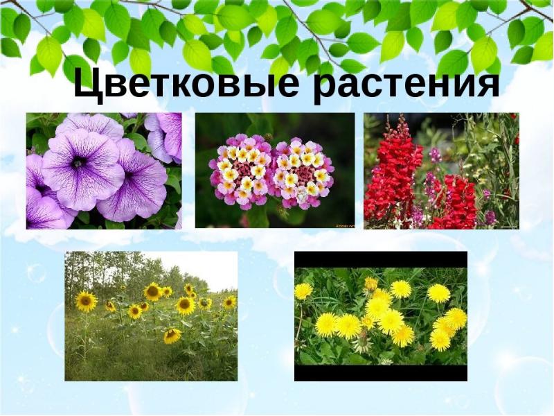 Цветковые растения картинки