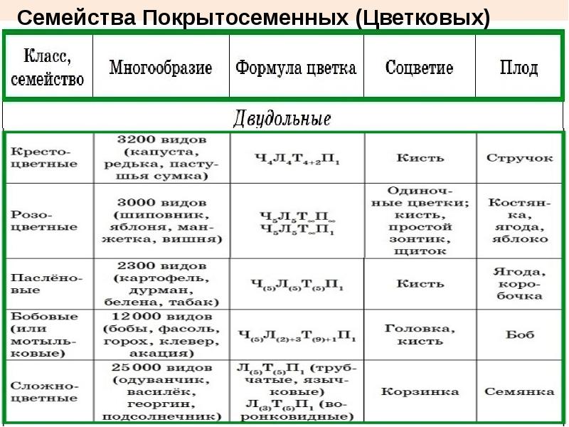 Семейства класса однодольных презентация 6 класс - 95 фото