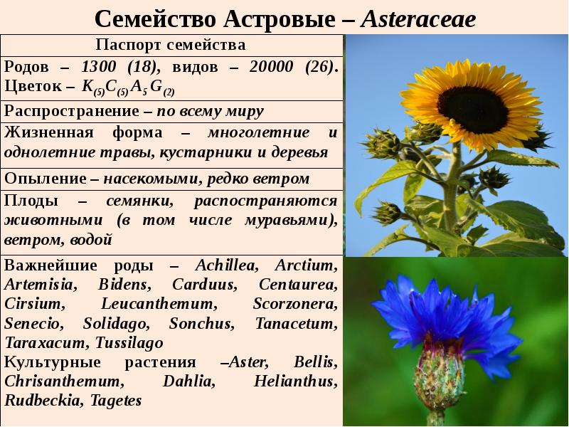 Семейство астровые презентация