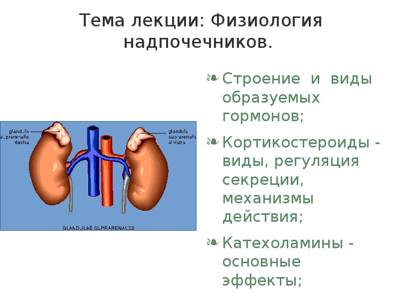 Строение надпочечников