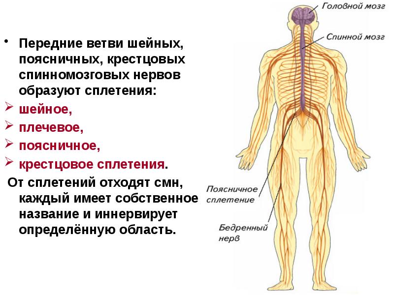 Спинномозговые нервы картинка