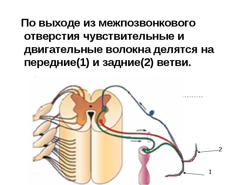 Схема формирования спинномозгового нерва