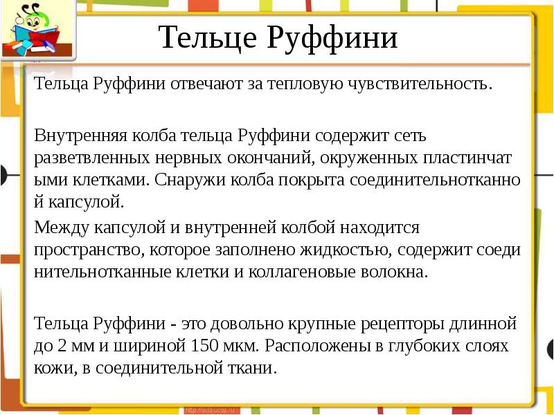 Колбы краузе и тельца руффини. Рецепторы руффини. Тельца мейснера и руффини. Нервные рецепторы кожи. Тельца мейснера и руффини.