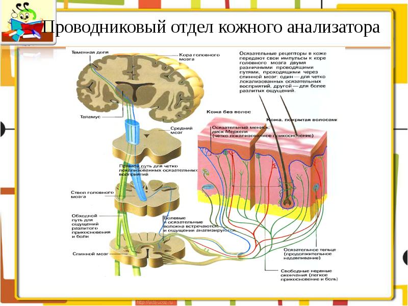 Составить схему осязательного анализатора