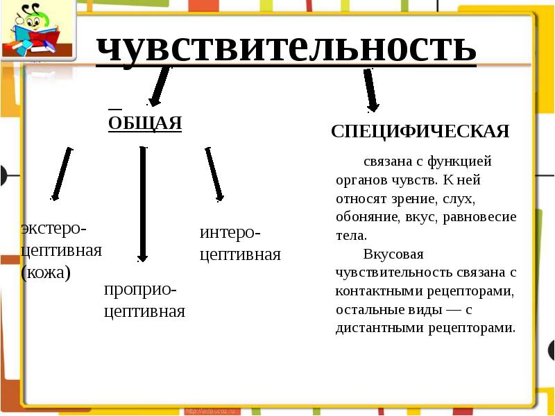 Анатомия физиология и патология органов слуха презентация