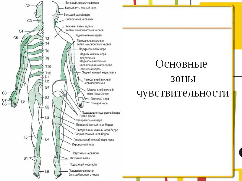 Презентация анатомия и физиология органов речи