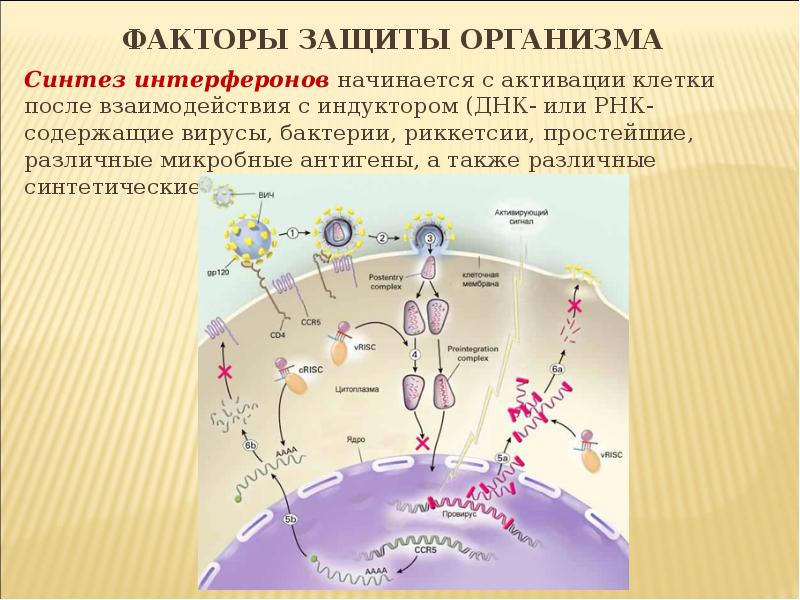 Естественные системы защиты организма презентация