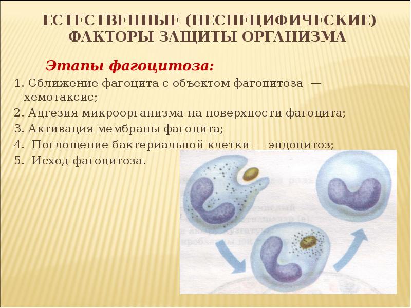 Естественные системы защиты организма презентация