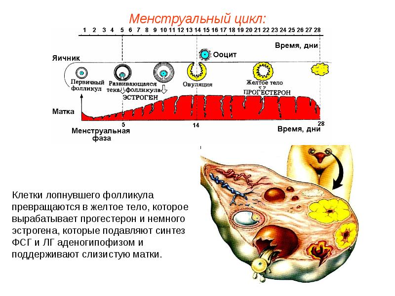 Презентация размножение человека