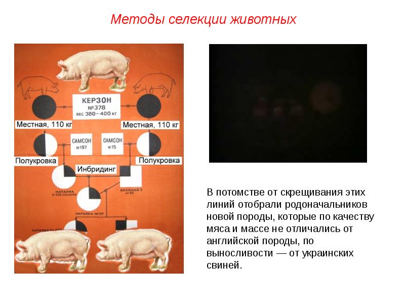 Проект генетика и селекция