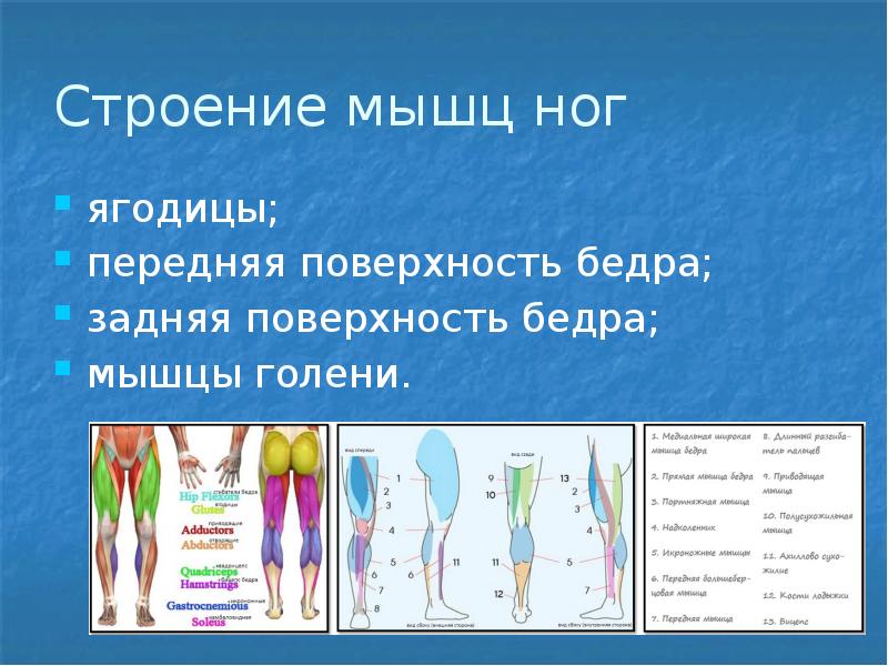 Упражнения для развития мышц ног презентация