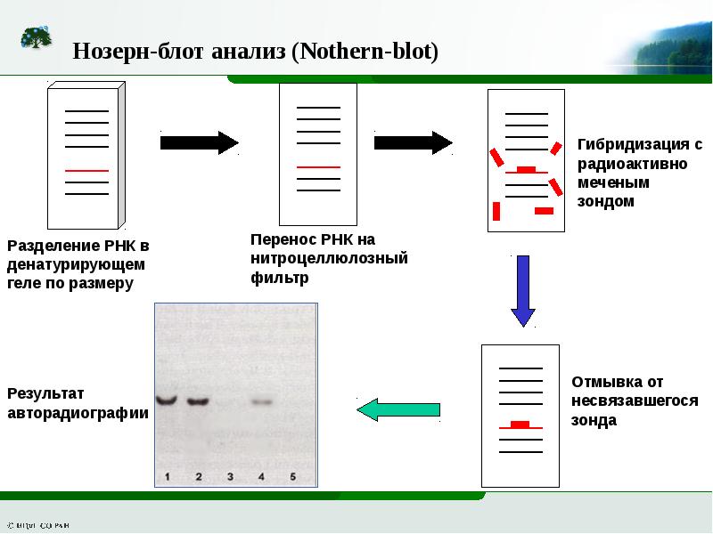 Блот. Нозерн блоттинг. Нозерн блоттинг метод. Нозерн-Блот гибридизация. Метод Норзерн-Блот-гибридизации.