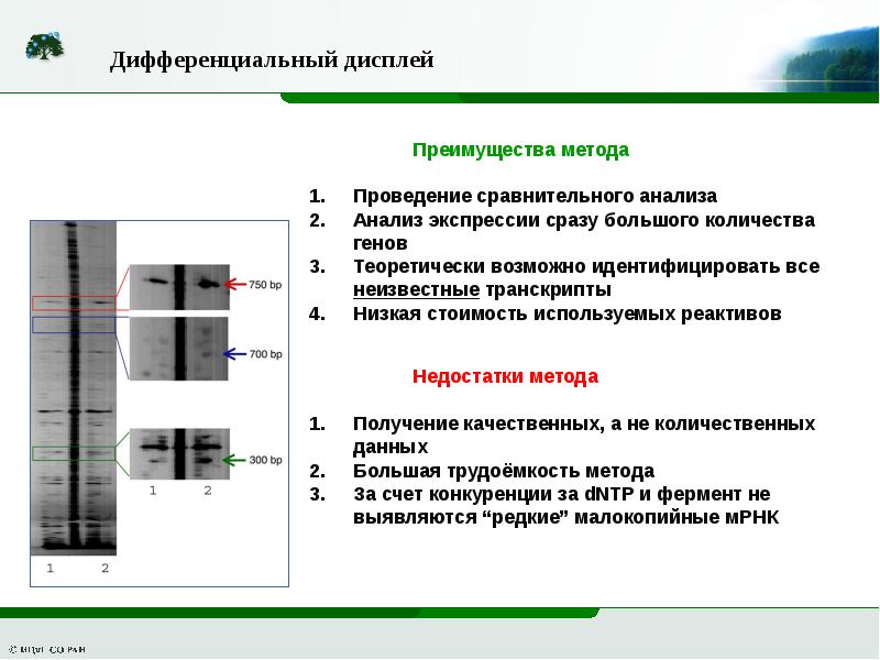 Дифференциальный метод. Дифференциальный дисплей метод. Методы анализа экспрессии генов. Количественный анализ экспрессии генов. Методики экспрессии.