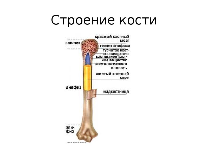 Кость строение