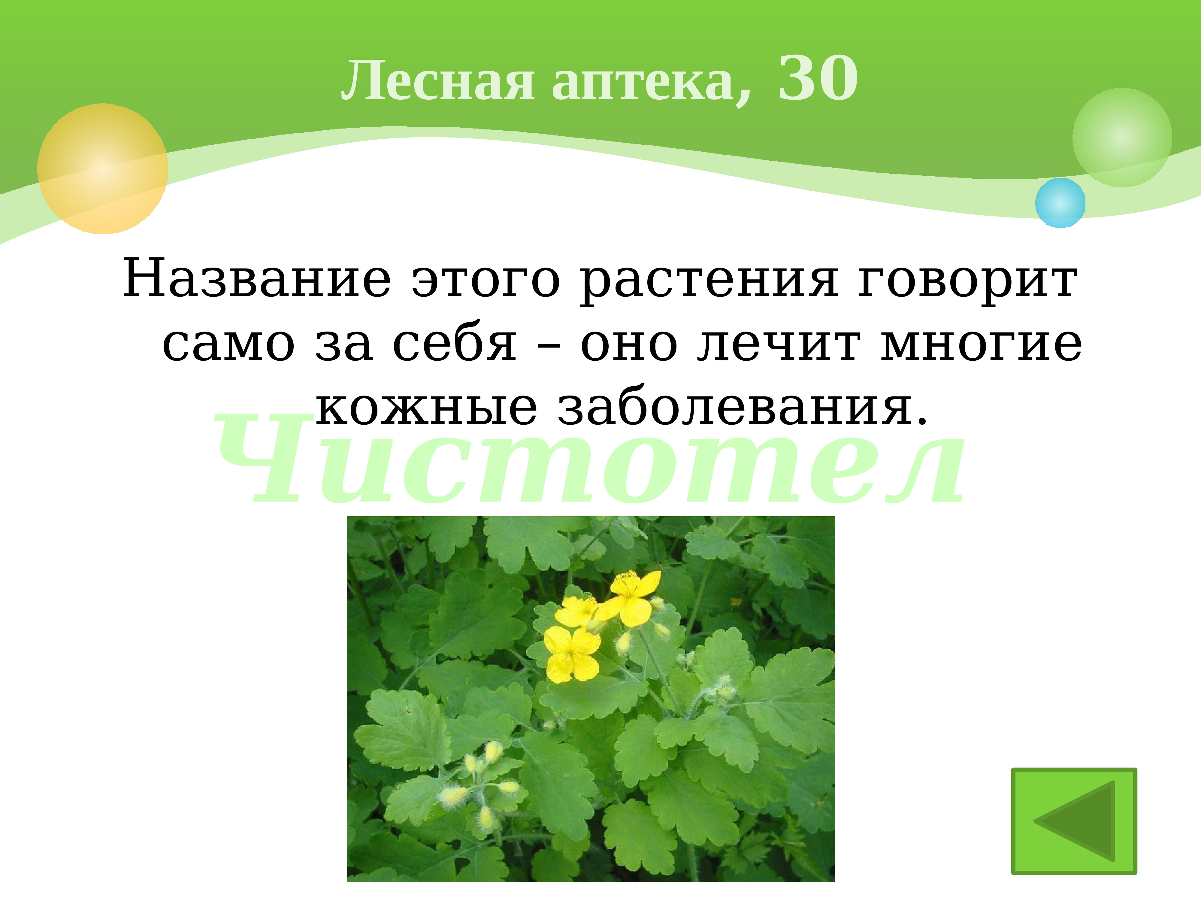 Назовите говорящие. Лесная аптека растения. Доклад на тему Лесная аптека. Аптечные растения леса. Сообщение Лесная аптека.