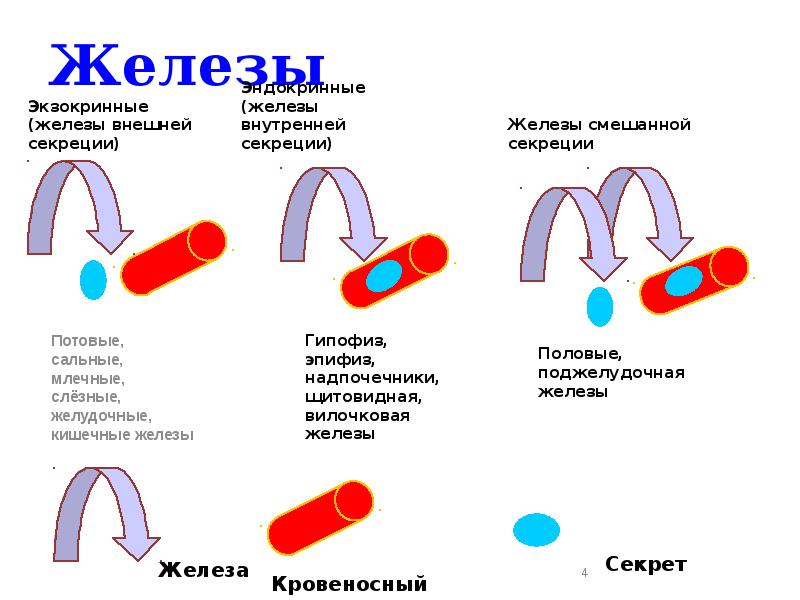 Экзокринные железы. Экзокринные железы степень кровоснабжения. Степень кровоснабжения эндокринных и экзокринных желез. Экзокринная часть половых желез. Пути выведения секрета экзокринных желез.