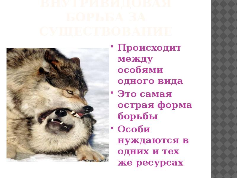 Борьба за существование наиболее остро происходит между. Внутривидовая борьба за существование. Наиболее остро борьба за существование происходит между особями. Самой острой формой борьбы за существование является.