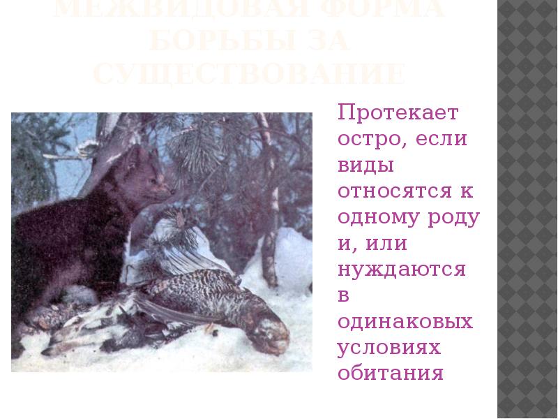 Борьба за существование наиболее остро происходит между. Кристиан Крог борьба за существование. Межвидовая борьба за существование. Борьба за существование таблица. Гаузе борьба за существование книга.