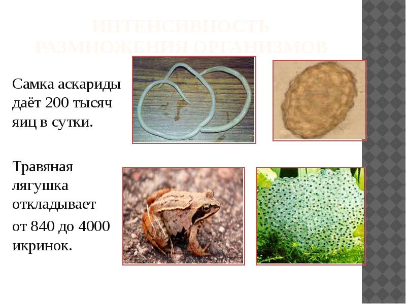 Интенсивность размножения организмов