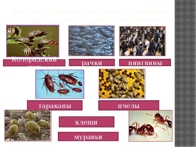 Пчелы тараканы. Клещи в муравьиной ферме. Кроссворд «борьба за существование. Естественный отбор и его формы». Борьба за существование деревья. Борьбы за существование приведена на рисунке? Пчела на цветке.