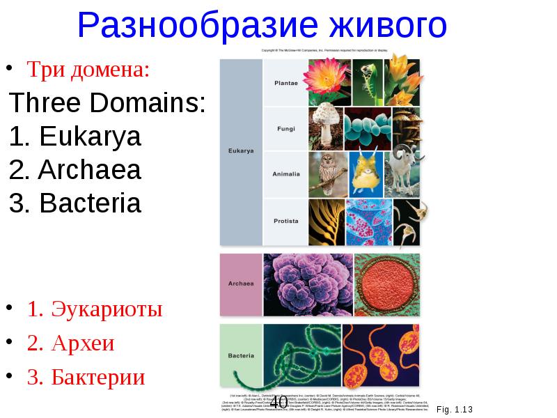 Общие свойства живых тканей. Археи примеры. Домен археи. Eukarya, bacteria, Archaea. Общая характеристика живых тканей.